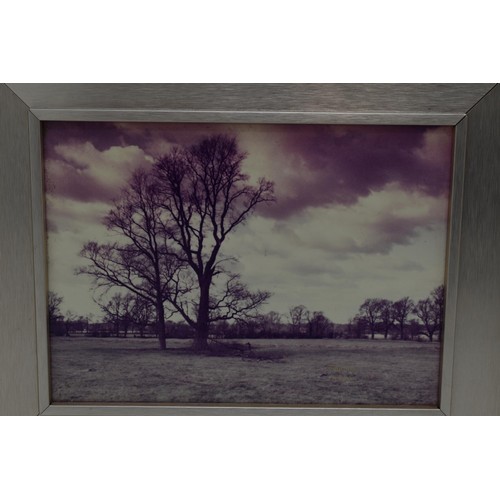 201 - Two D Galer Photographic Prints of the Elms and Elm Hill in Matching Framed Mounts