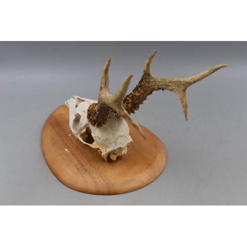 346 - A Wall Mounted Roe Deer Skull, On Wooden Plaque Approx 12