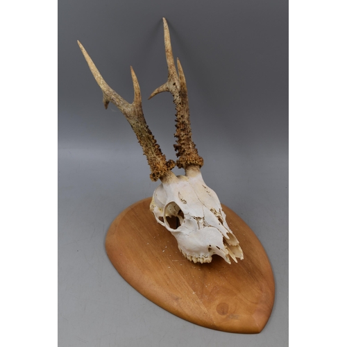 346 - A Wall Mounted Roe Deer Skull, On Wooden Plaque Approx 12