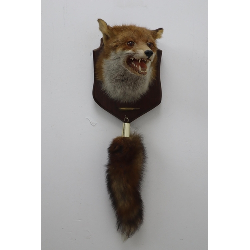 347 - A Wall Hanging Taxidermy Fox on Wooden Display Plaque, With Hanging Taxidermy Tail And Bullet. Plaqu... 