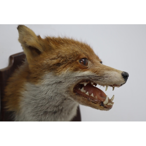 347 - A Wall Hanging Taxidermy Fox on Wooden Display Plaque, With Hanging Taxidermy Tail And Bullet. Plaqu... 