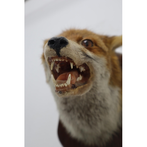 347 - A Wall Hanging Taxidermy Fox on Wooden Display Plaque, With Hanging Taxidermy Tail And Bullet. Plaqu... 