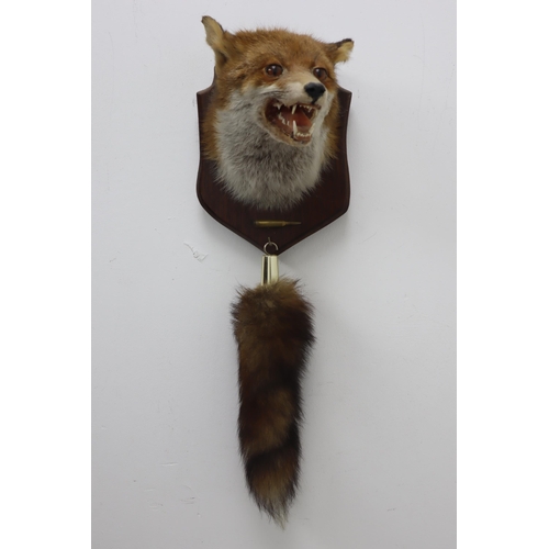 347 - A Wall Hanging Taxidermy Fox on Wooden Display Plaque, With Hanging Taxidermy Tail And Bullet. Plaqu... 