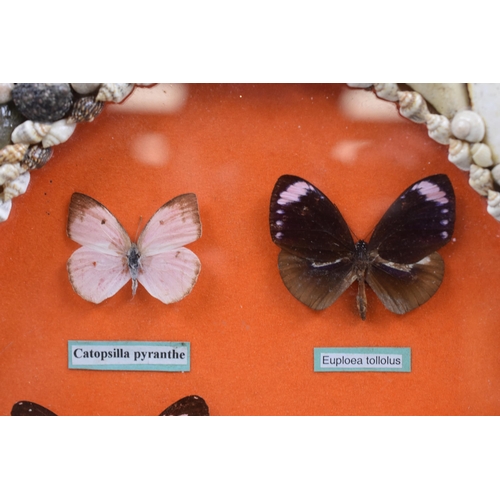 279 - Oval Glazed Shell Frame Containing Five Various Named Taxidermy Butterflies, approx 13