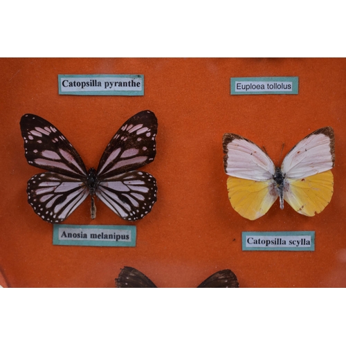 279 - Oval Glazed Shell Frame Containing Five Various Named Taxidermy Butterflies, approx 13