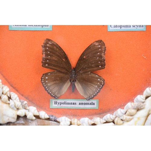 279 - Oval Glazed Shell Frame Containing Five Various Named Taxidermy Butterflies, approx 13