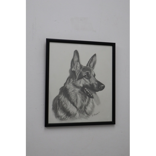 223 - Three Framed and Glazed Pencil Drawings By E Flemming. 2 Horses and a German Shepherd Dog. Horse 1 M... 