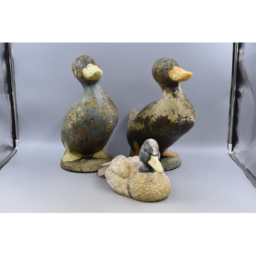 546 - Two Large Concrete Ducks Measuring Approx 15 Inches Tall and 17 in Length and a Resin Duck.