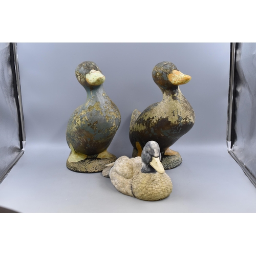 546 - Two Large Concrete Ducks Measuring Approx 15 Inches Tall and 17 in Length and a Resin Duck.