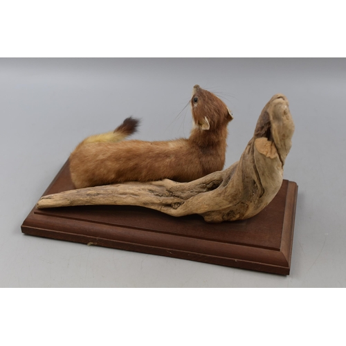 150 - Taxidermy Weasel with branch on Wooden Plinth (10