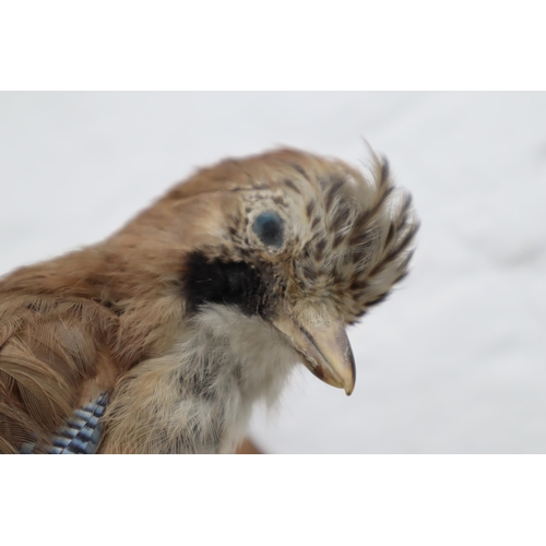 151 - Taxidermy Jay standing on Branch (13