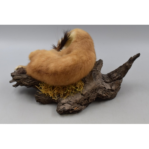 152 - Taxidermy Stoat sitting on Branch