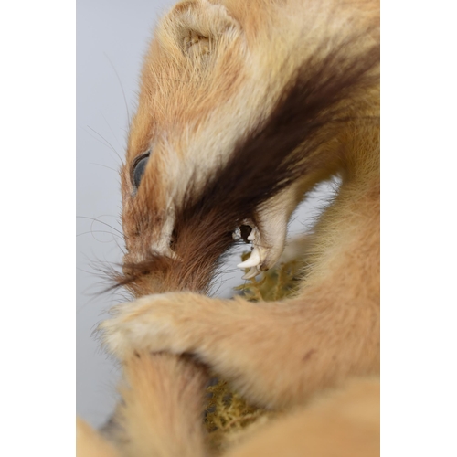 152 - Taxidermy Stoat sitting on Branch