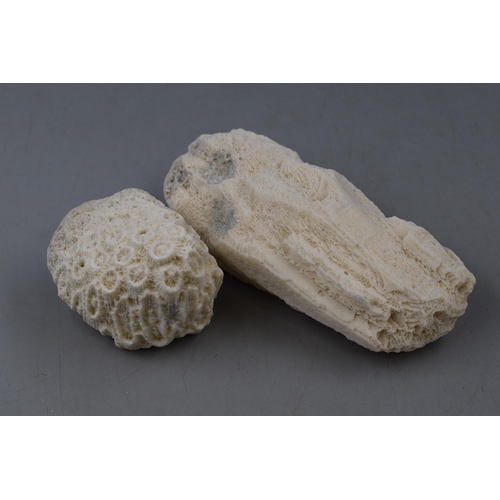 215 - Two Pieces of Natural Fossilised Great Star Coral largest 6