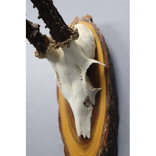 356 - Taxidermy Skull and Horns Mounted on Wooden plinth (14