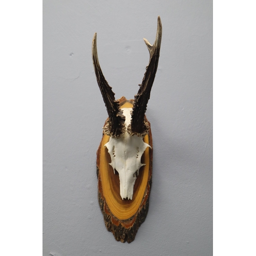 356 - Taxidermy Skull and Horns Mounted on Wooden plinth (14