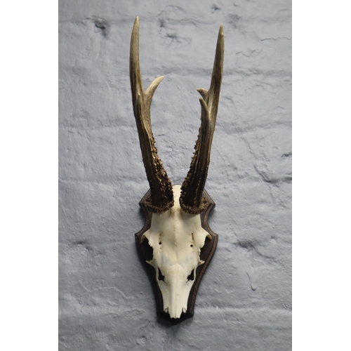 357 - Taxidermy Roe Deer Skull Mounted on Wooden Plinth (14