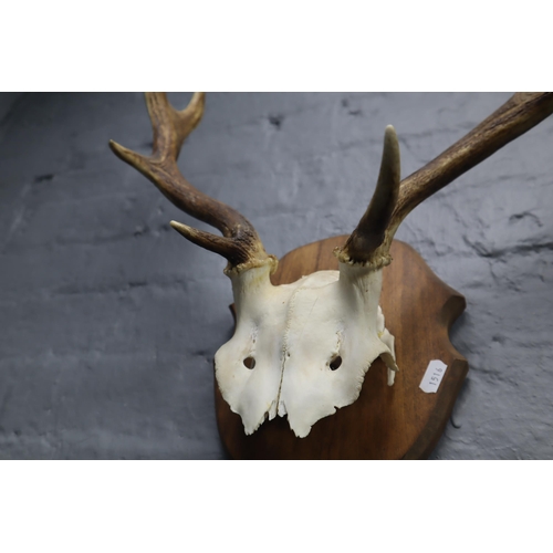 358 - Taxidermy Mule Deer Skull and Horns Mounted on Wooden Plinth (Horn 18