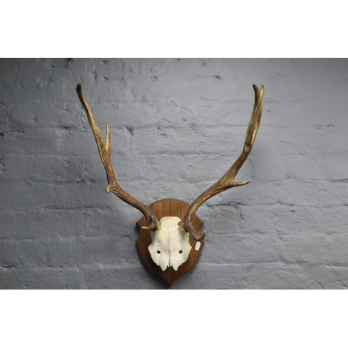 358 - Taxidermy Mule Deer Skull and Horns Mounted on Wooden Plinth (Horn 18