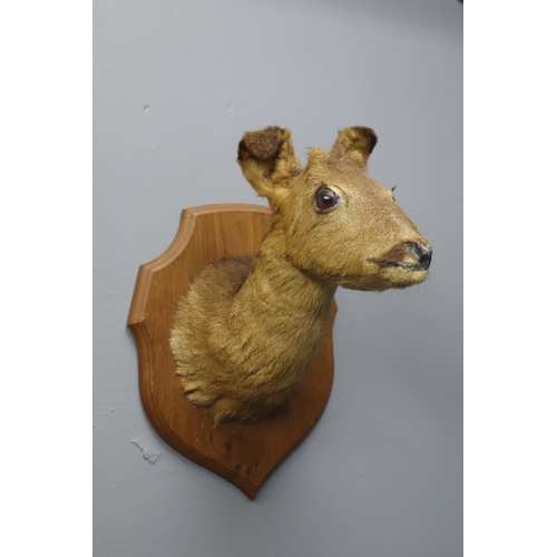 361 - Taxidermy Roe Deer Head Mounted on Oak Shield Mount (Mount Size 14