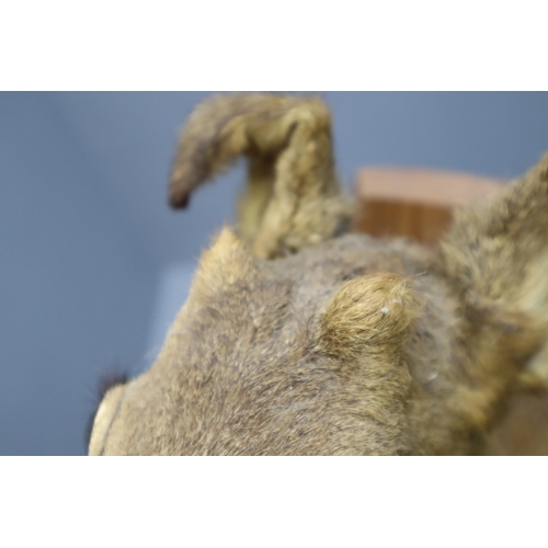 361 - Taxidermy Roe Deer Head Mounted on Oak Shield Mount (Mount Size 14