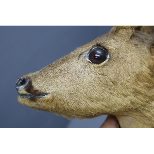 361 - Taxidermy Roe Deer Head Mounted on Oak Shield Mount (Mount Size 14