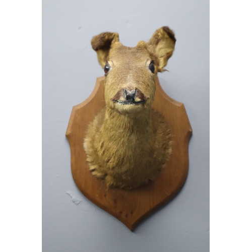 361 - Taxidermy Roe Deer Head Mounted on Oak Shield Mount (Mount Size 14