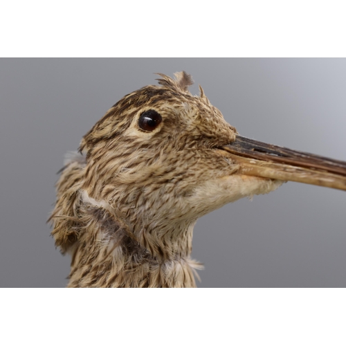 362 - Taxidermy Curlew Standing on Wooden Plinth (16