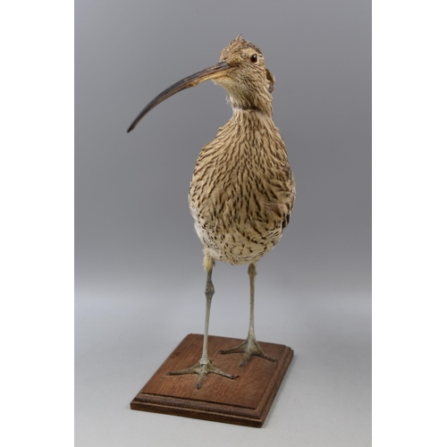 362 - Taxidermy Curlew Standing on Wooden Plinth (16