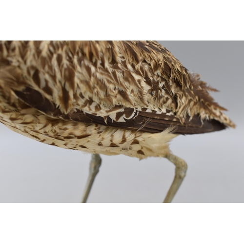 362 - Taxidermy Curlew Standing on Wooden Plinth (16