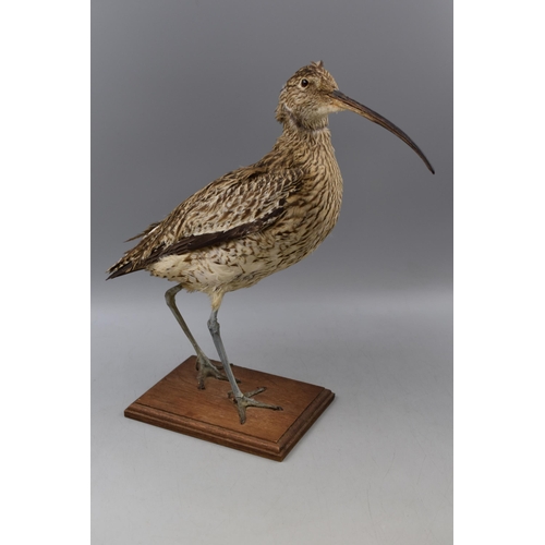 362 - Taxidermy Curlew Standing on Wooden Plinth (16