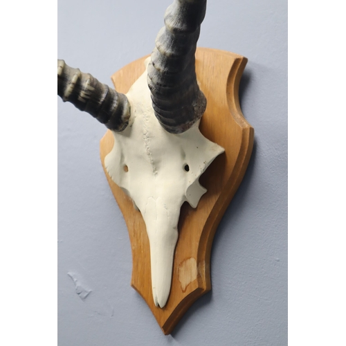 363 - Impala Skull and Horns Mounted on Wooden Plinth (Horn Length 12