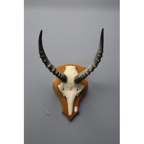 363 - Impala Skull and Horns Mounted on Wooden Plinth (Horn Length 12