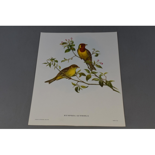 400 - Selection of 15 Full Colour J Gould Bird Printed by Hullmandel (12