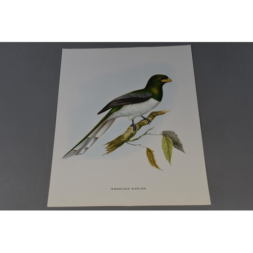 400 - Selection of 15 Full Colour J Gould Bird Printed by Hullmandel (12