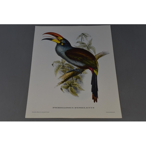 400 - Selection of 15 Full Colour J Gould Bird Printed by Hullmandel (12