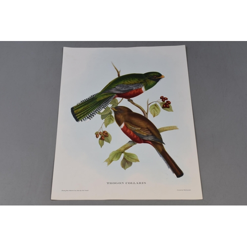 400 - Selection of 15 Full Colour J Gould Bird Printed by Hullmandel (12