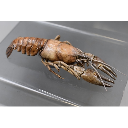 420 - Two Taxidermy Crayfish on Perspex Stand 6