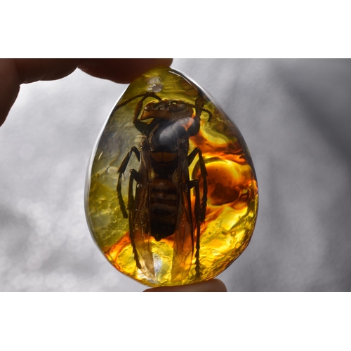 171 - A Selection of Six Insects in Amber Effect Resin. Includes Scorpion, Spider, Beetle and Others.