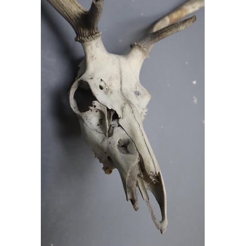 285 - A Large Taxidermy Red Deer Skull, Approx 34