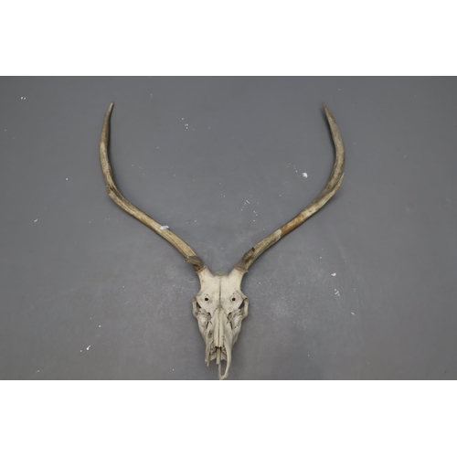 285 - A Large Taxidermy Red Deer Skull, Approx 34