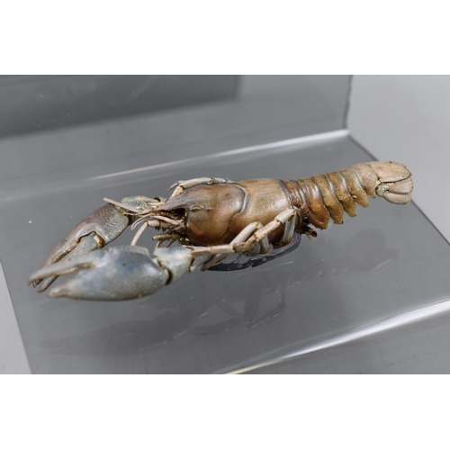 214 - Two Taxidermy Crayfish on Perspex Stand 6