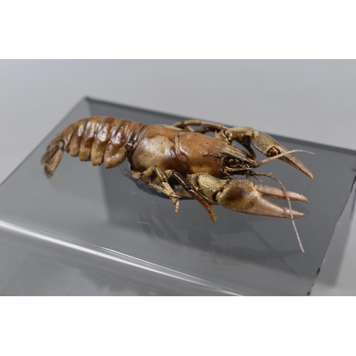 214 - Two Taxidermy Crayfish on Perspex Stand 6