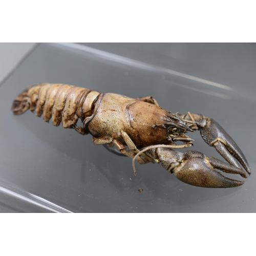 215 - Two Taxidermy Crayfish on Perspex Stand 6