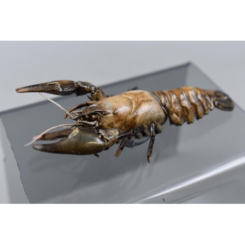 215 - Two Taxidermy Crayfish on Perspex Stand 6