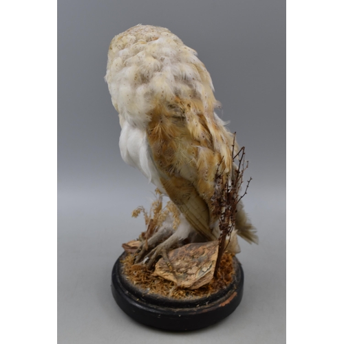 103 - Taxidermy Eastern Barn Owl Standing on Fauna (14