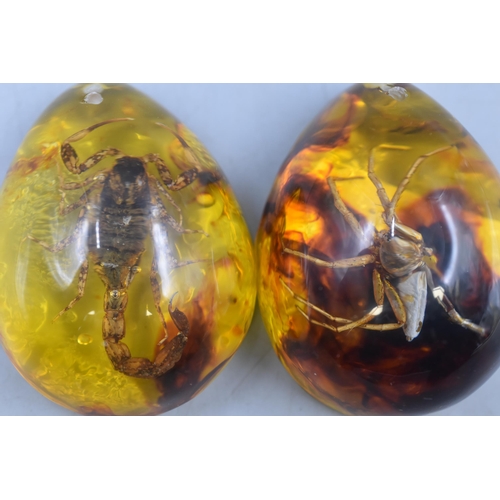 130 - Six Insects encapsulated in Resin Displays