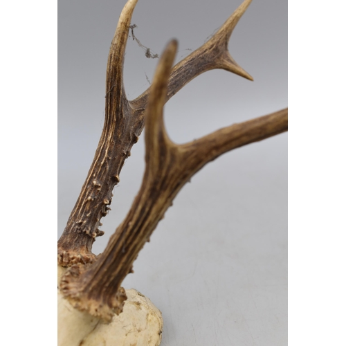 133 - Vintage Roe, Deer Half Skull with Antlers, Antlers measure 8