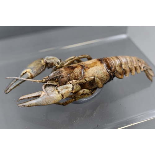 106 - Two Taxidermy Crayfish on Perspex Stand 6