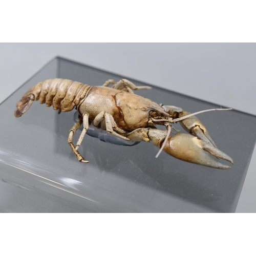 106 - Two Taxidermy Crayfish on Perspex Stand 6